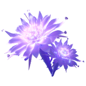 Fleur au clair de lune