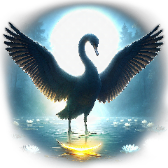 Cygne noir