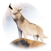 Loup d'Arabie