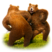 Ours dansants
