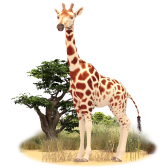 Girafe