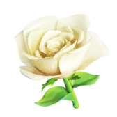 Rose blanche