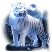 Tigre blanc
