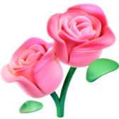 Ma première rose