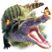 Crocodile